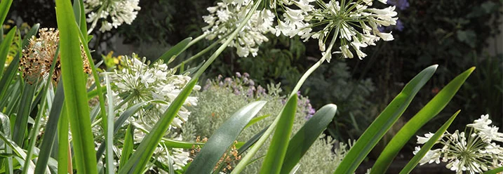 Weiße Lilien in einem Garten